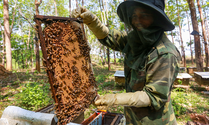 ベトナム 蜂蜜の輸出は米国でアンチダンピングに設定される