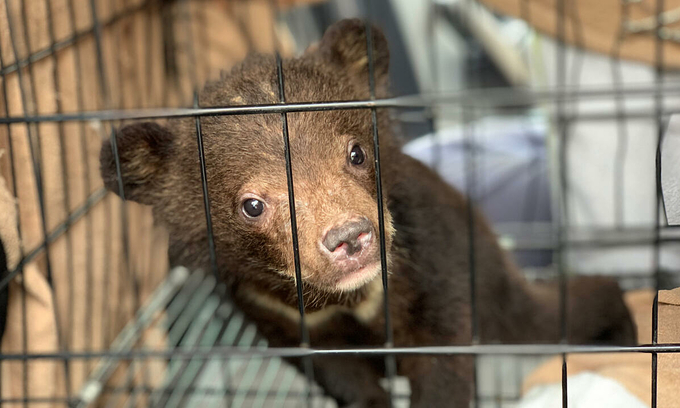 ベトナムで野生動物の取引から救出された熊の子供たち