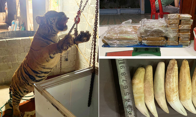 ベトナム中部で虎の取引で4人を逮捕